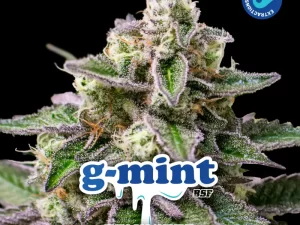 G-Mint Fem – BSF