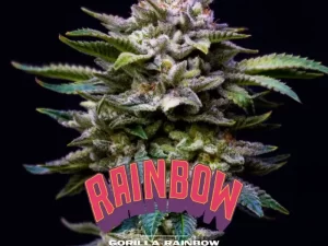 Gorilla Rainbow Fem – BSF