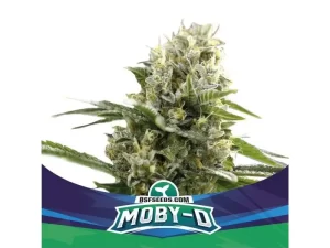 Moby-D XXL Auto BSF