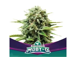 Moby-D Fem – BSF