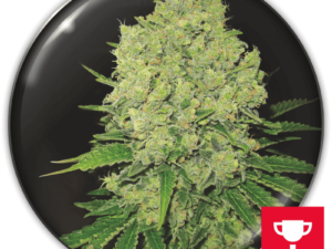 Prozack Fem X3+2 – Medical Seeds