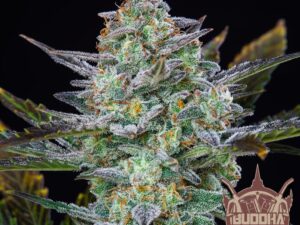 Diesel Classic Auto X3+1 – Buddha Seeds