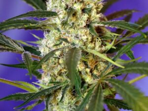 Fast Bud Auto X3+1 – Sweet Seeds