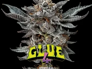 Gorilla Glue #4 Fem – BSF