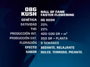 OBG Kush Fast Version – BSF