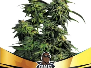 OBG Kush Fast Version – BSF