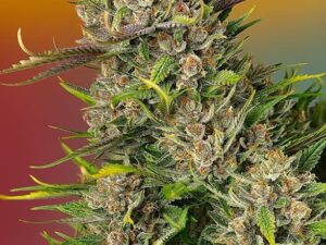 Papaya Zopa Auto X3+1 – Sweet Seeds