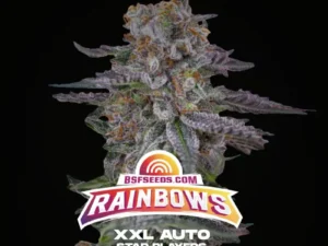 Rainbows XXL Auto – BSF