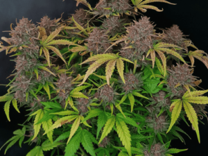 Tropicanna Cookies Auto X3+1 – Strain Machine