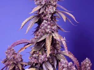 Black Muffin F1 Fast Version X3+1 Uds. Sweet Seeds