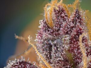 Black Muffin F1 Fast Version X3+1 Uds. Sweet Seeds