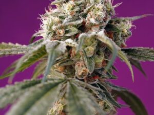 Bruce Banner Auto 3+1 Uds. – Sweet Seeds