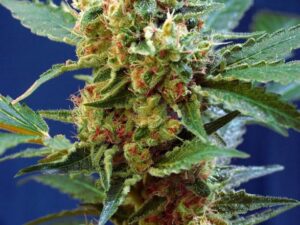 Granel Cream Mandarine XL Auto – Sweet Seeds