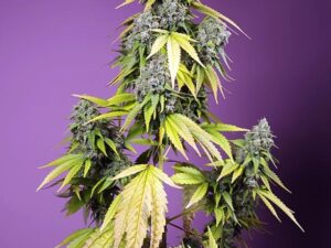 Jet Fuel Mandarine XL Auto X3+1 Uds. Sweet Seeds