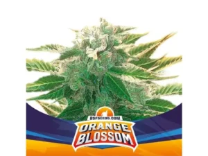 Orange Blossom XXL Auto X4 – BSF