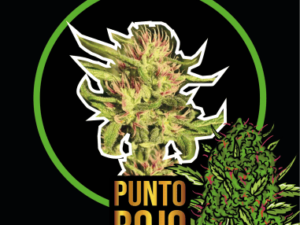 Punto Rojo Fast Version X2 – Delirium Seeds