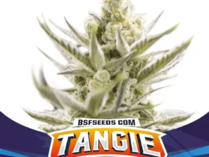 Tangie XXL Auto X4 – BSF