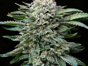 White Gorilla Fem – BSF