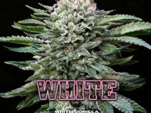 White Gorilla Fem – BSF