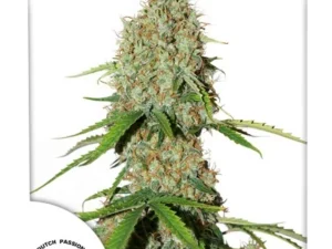 Brooklyn Sunrise Auto X3 – Dutch Passion