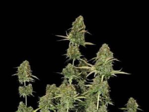 BCN Power Plant (Sativa)  Auto X3 Seed Stockers