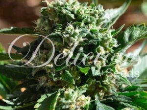 IL Diavolo Auto X5 – Delicious Seeds