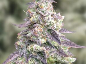 Auto #9 Pound Hammer X3 – High Speed Buds