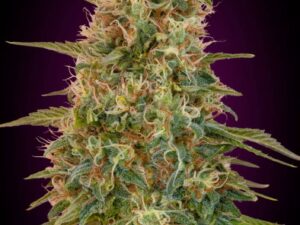 Auto Zkittlez X3+1 – Advanced Seeds