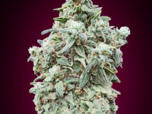 Auto Cherry Pie X3+1 – Advanced Seeds