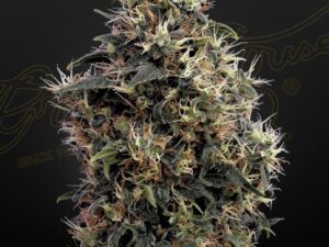 Sweet Mango Auto X3 – Green House Seeds