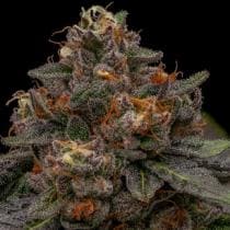 Korenji X3 – Ripper Seeds