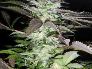 Black Jack Fem X3+1 – Sweet Seeds