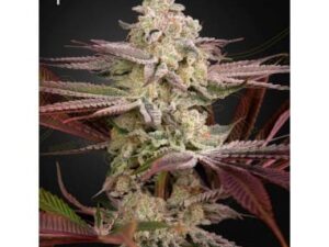 Chemical bride Fem X3 – Green House Seeds