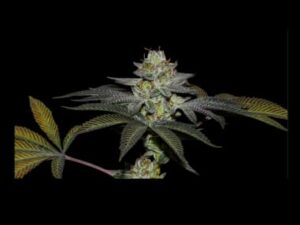 Coco Nutty X fruity pebbles Og X3+1 – Secret File