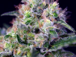 Cream Caramel Fem X3+1 – Sweet Seeds