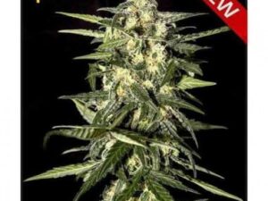 Jacks dream Fem X3 – Green House Seeds