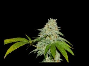 Runtz x fruity pebbles Og X3+1 – Secret File