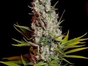 Sweet Cheese Fem X3+1 – Sweet Seeds