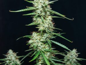 Syrup Auto X3+1 – Buddha Seeds