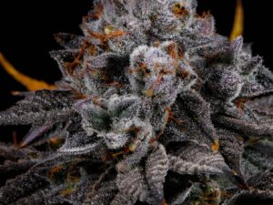 Lit Farms – Cat Nip X12 Fem