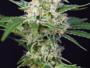 Granel Cystal Candy Fem – Sweet Seeds