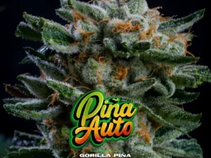 Gorilla Piña Auto – BSF