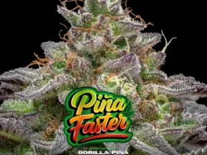 Gorilla Piña F1 X4 – BSF