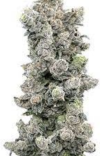 Lit Farms – Vanilla Zoap X12 Fem